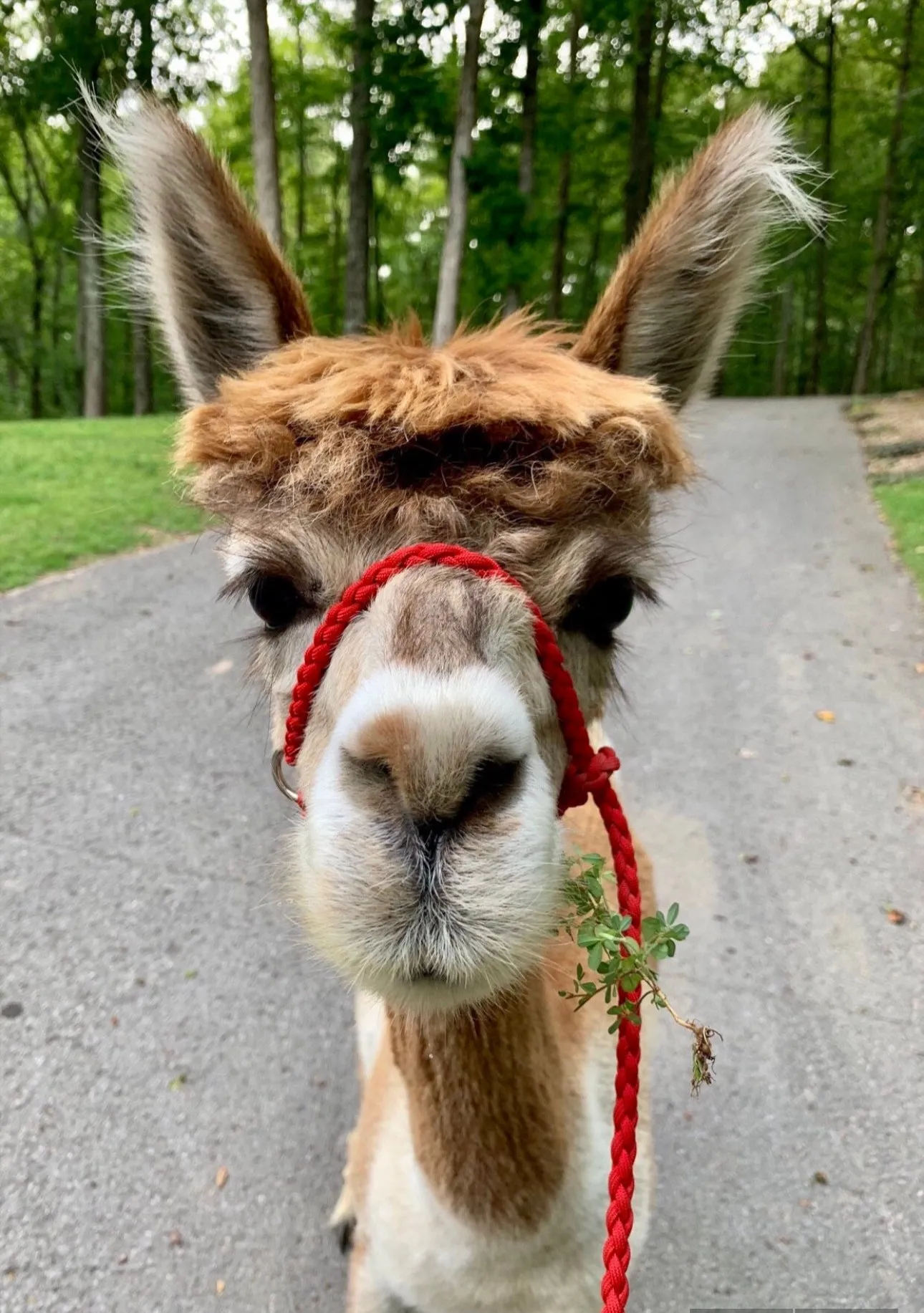 Alpaca adjustable halter and lead, sheep, goat, alpaca, etc