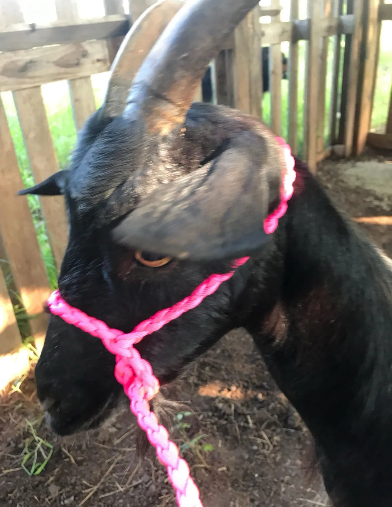 Alpaca adjustable halter and lead, sheep, goat, alpaca, etc