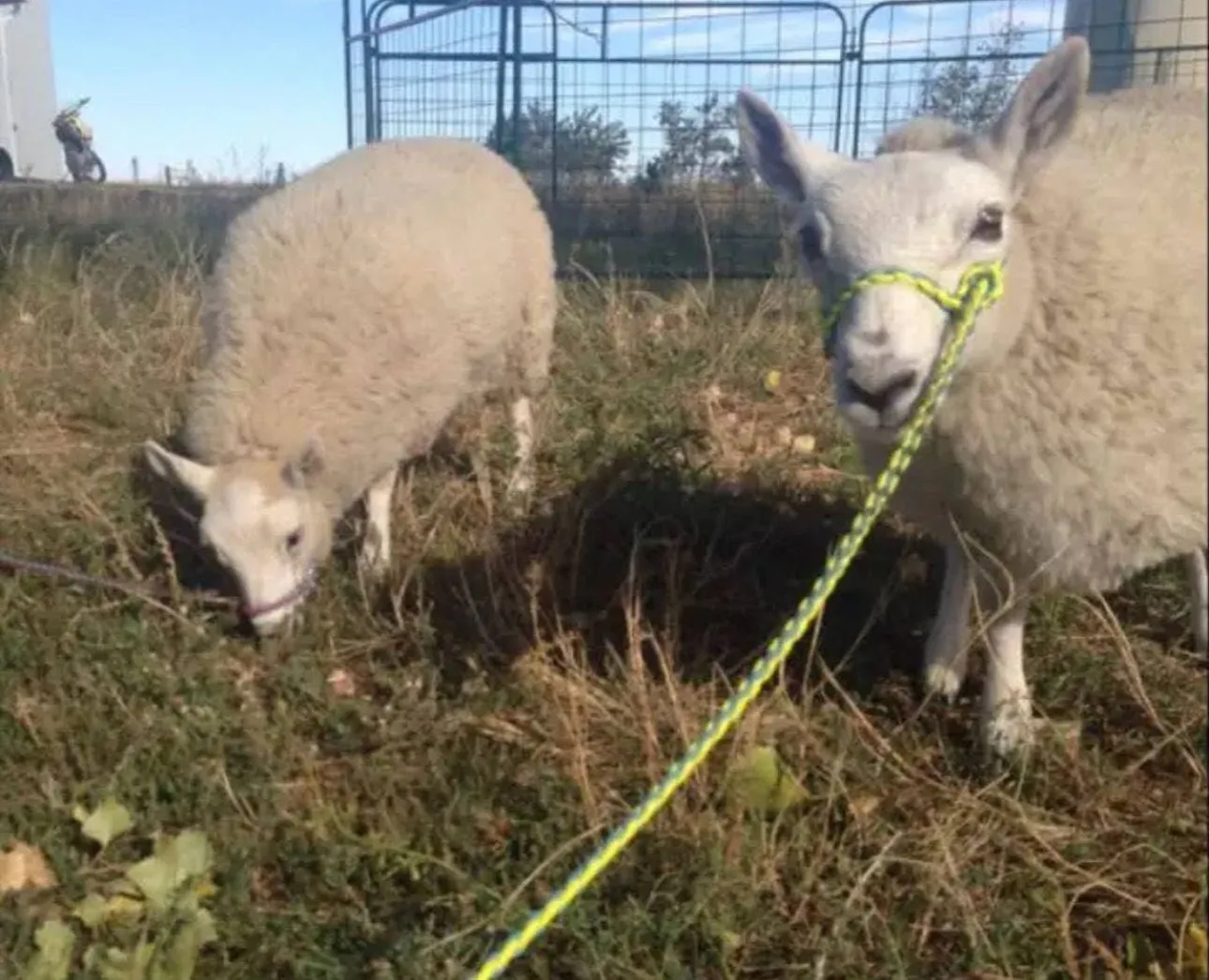 Alpaca adjustable halter and lead, sheep, goat, alpaca, etc