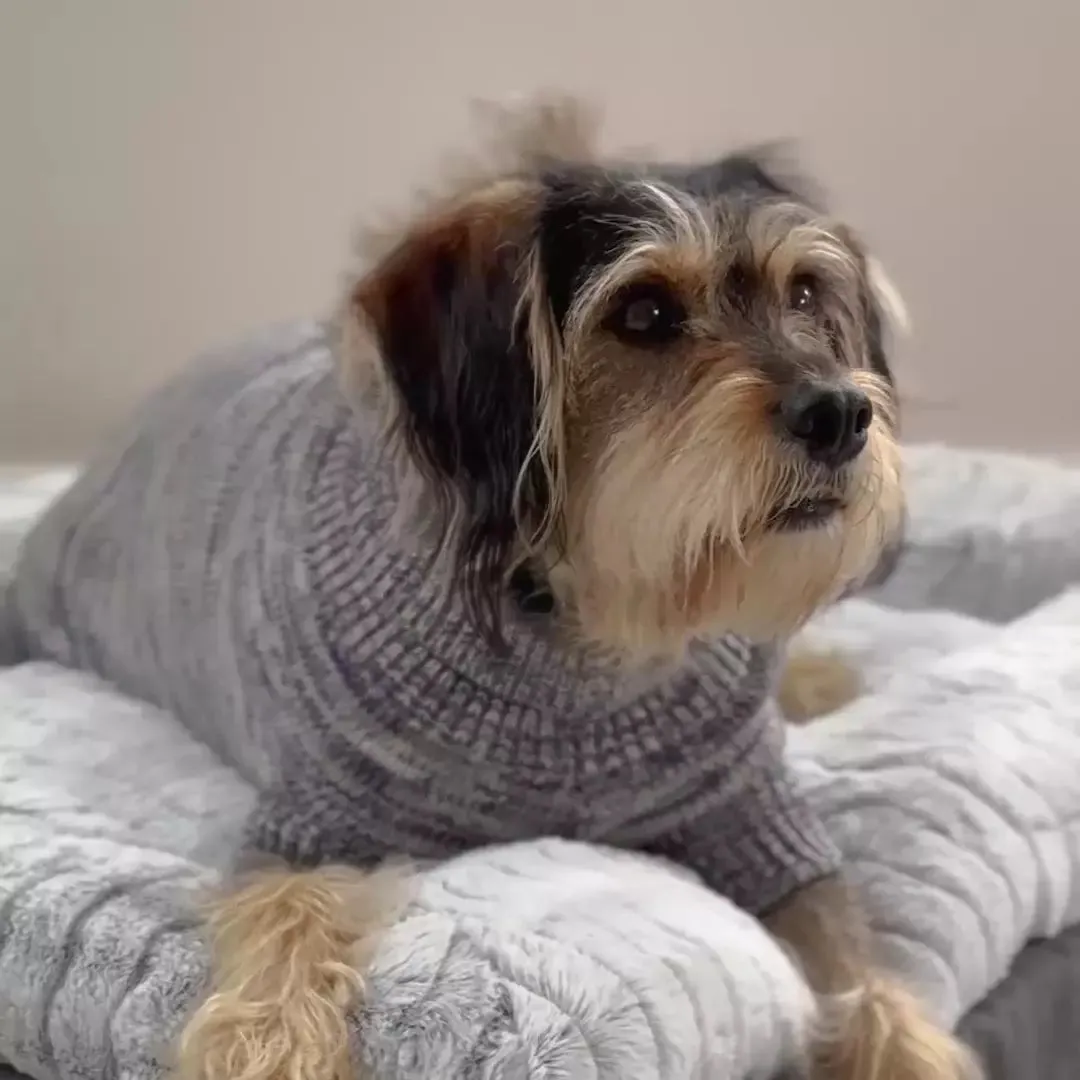 Hazy Grey Roll Neck Dog Jumper